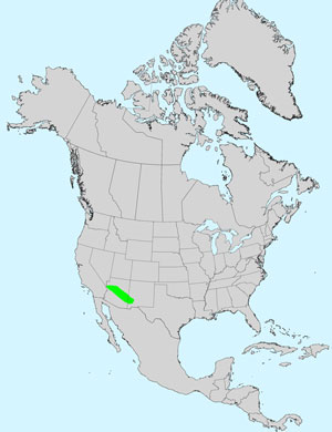 North America species range map for Rusby's Rubberweed, Hymenoxys rusbyi: Click image for full size map.